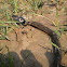 Monoceleted Cobra