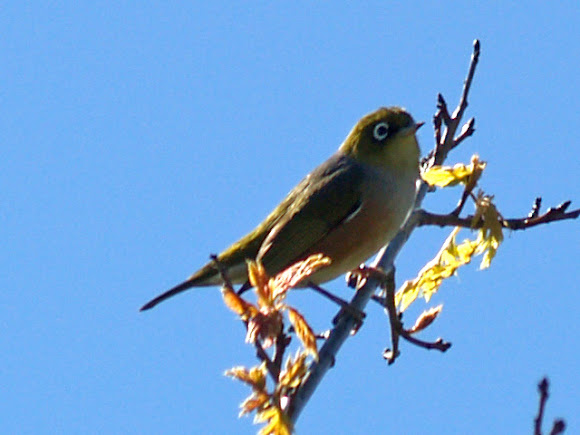 Spotting Image 1