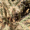 cholla cactus