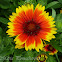 Common Gaillardia