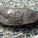 Eastern Painted Turtle