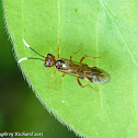 Ichneumon wasps