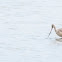 Marbled Godwit