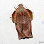 Tortricidae, Tortricinae