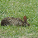 Eastern Cottontail Rabbit