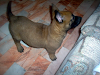 Cachorros Pastor Belga Malinois