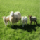 Sheep - Farm Sound Effects mobile app icon