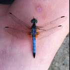 Blue Dasher