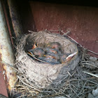 Red breasted robin