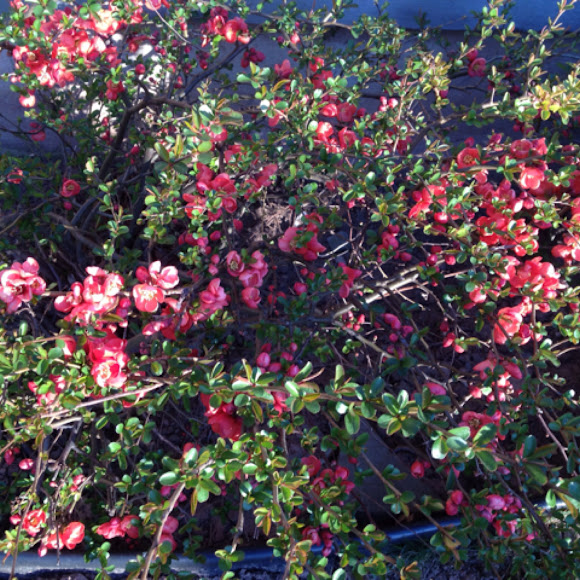 Spotting Image 1