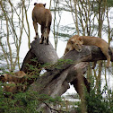 African Lion