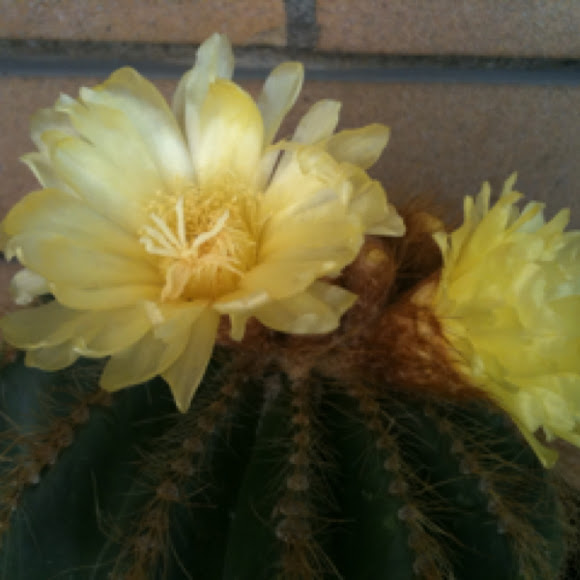 Spotting Image 1