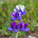 Lupine