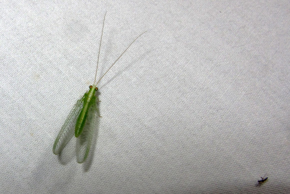 Spotting Image 1