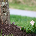 Chipping Sparrow