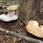 Dryad's Saddle
