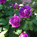 Reines de violet rose