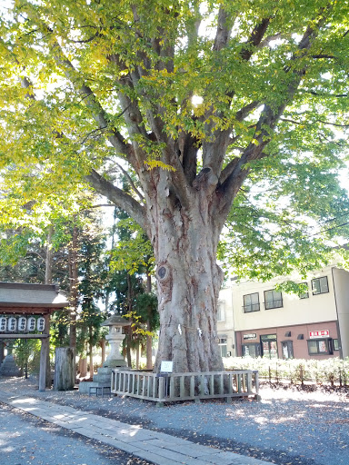 盛岡住吉神社 保存樹 ケヤキ