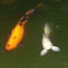 Koi