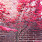 Japanese maple