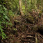 Tree's roots 