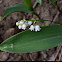 European lily of the valley