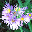 Wild Aster