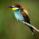 Bee-eater