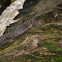 Banded Water Snake