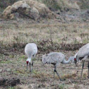 Sandhill Cranes