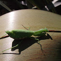 Praying Mantis