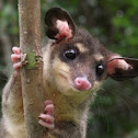 Southeastern Four-eyed Opossum