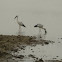 asian open billed