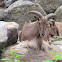 Barbary Sheep
