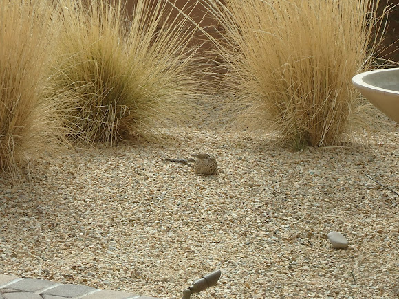 Spotting Image 1