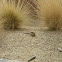 Roadrunner