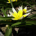 Tulipa tarda