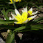 Tulipa tarda