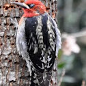 Red-breasted Sapsucker