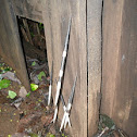 Porcupine (Quills)