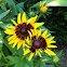 Denver Daisy