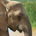 African Elephant