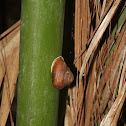 Snail