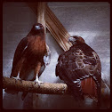 Red-tailed hawk