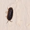 Pill-bug