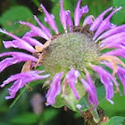 Bee Balm or Monarda