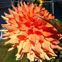 Dahlia- Var Orange