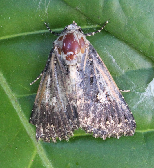 Spotting Image 1