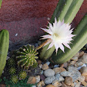 Easter Lily Cactus