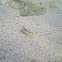 uncertain fish